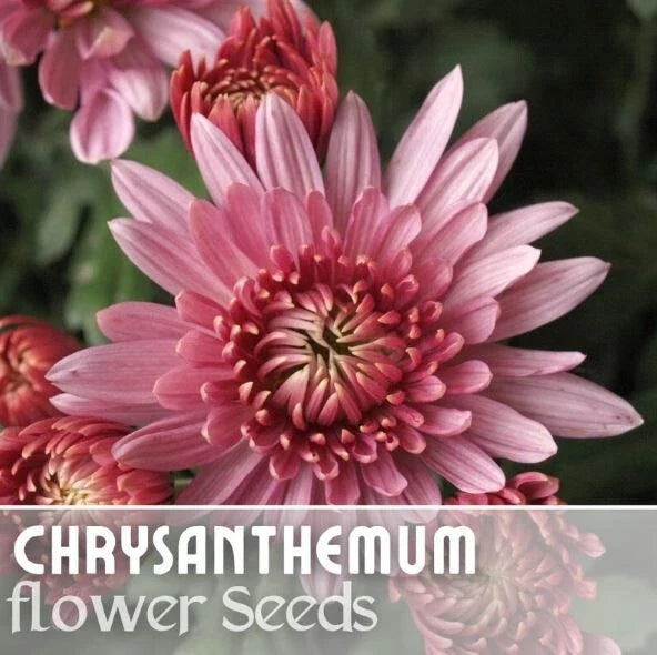 Chrysanthemum Seeds - Ayslee Pink Mum - Annual Flower Seeds for Gardens & Containers - Chrysanthemum morifolium