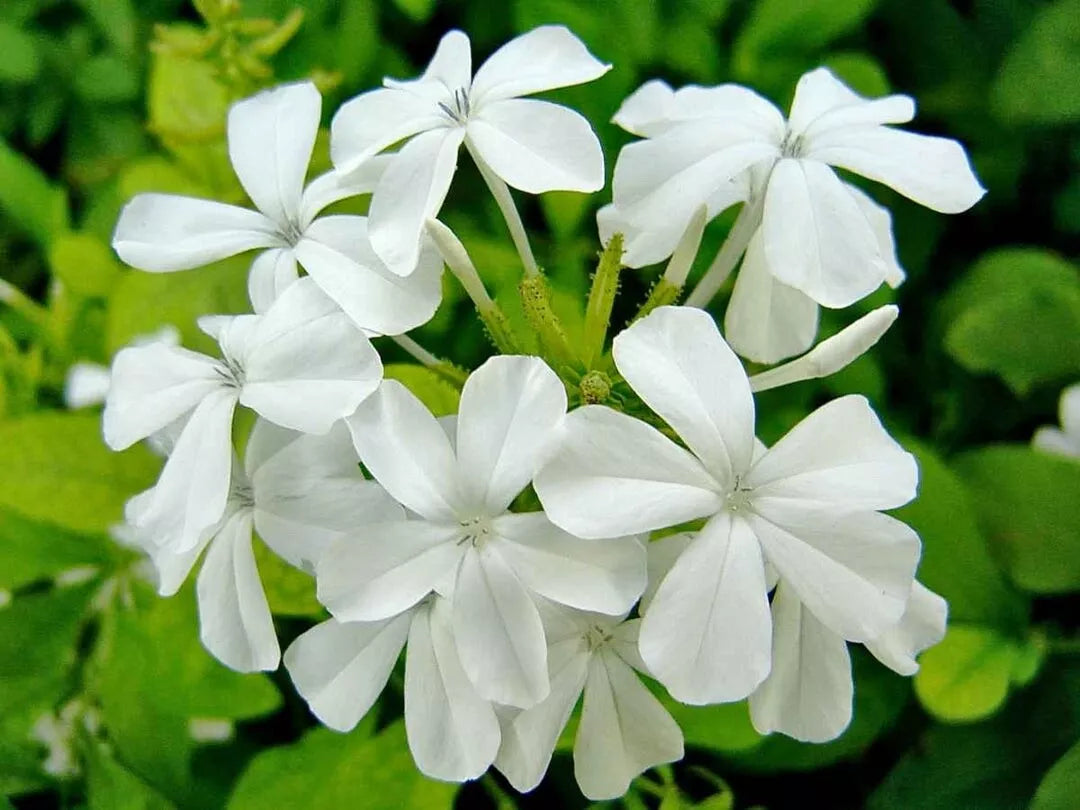 Plumbago White Seeds Snowdrift 50 Count - Plumbago auriculata
