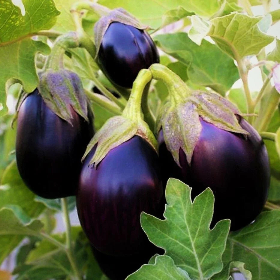 Black Beauty Eggplant Seeds – Large Purple Aubergine Vegetable Seed – Solanum melongena – Pack of 50