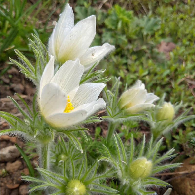 Pulsatilla vulgaris Seeds 500ct White Pasque Flower Hardy Zones 4-8, Clumping Perennial, Velvety Crimson Blooms, Garden Flower Seeds