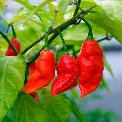 Ghost Pepper Seeds - Bhut Jolokia Capsicum chinense Hot Pepper Seeds for Spicy Cuisine, 10 Pack