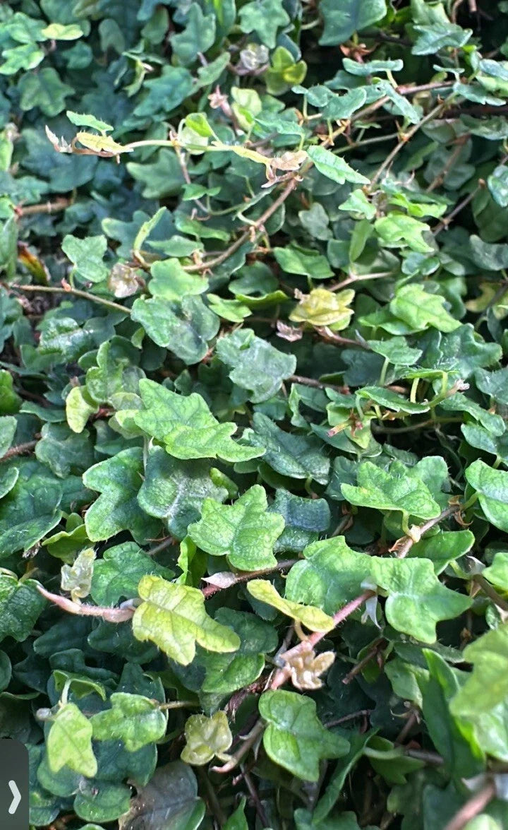 String of Frogs Plant 4" Rooted Ficus pumila quercifolia in Plug Terrarium Indoor Houseplant for Collectors