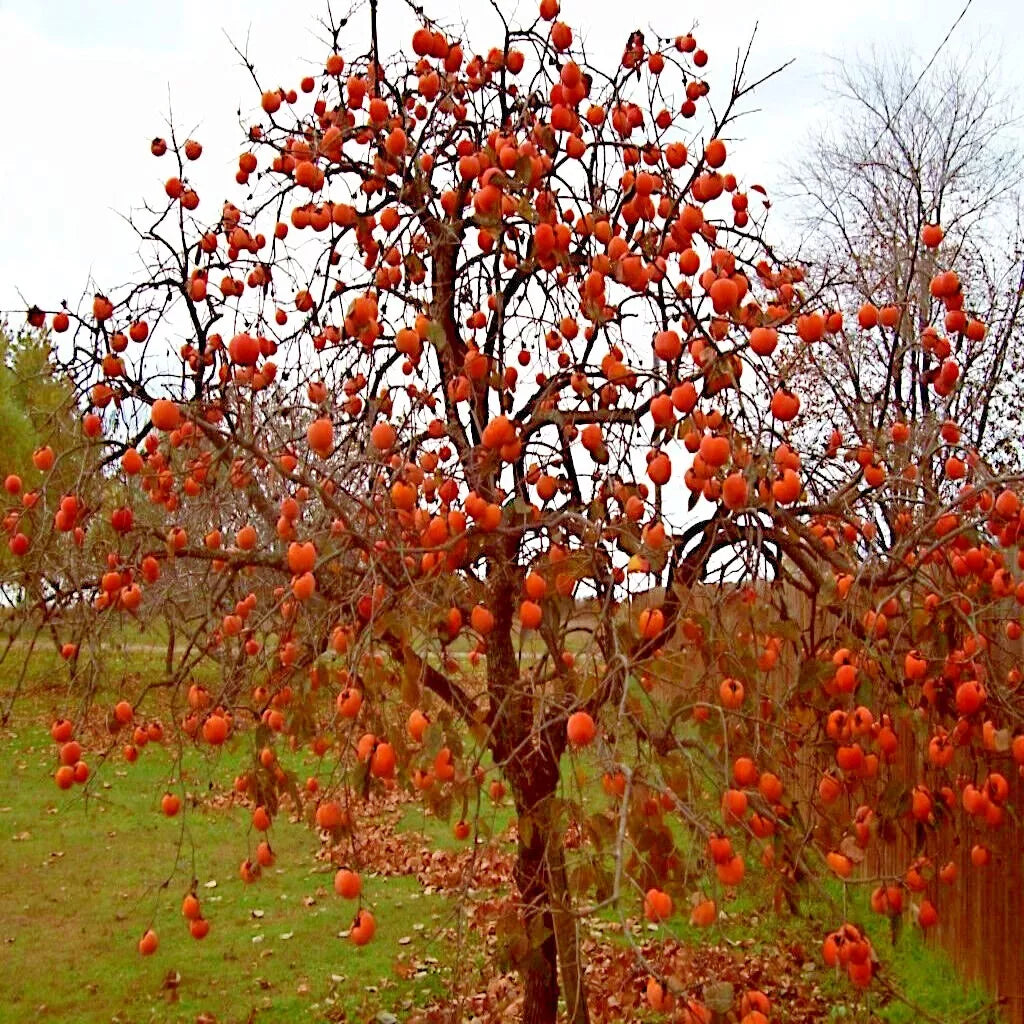 Persimmon Tree Seeds Sugar Plum Variety Diospyros Virginiana Cold Hardy Zones 4-9