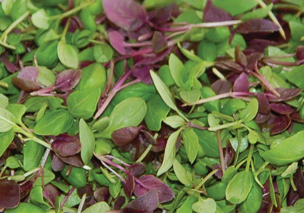 Basil Seed Mixture - 500+ Seeds - Ocimum basilicum Culinary Herb Seeds
