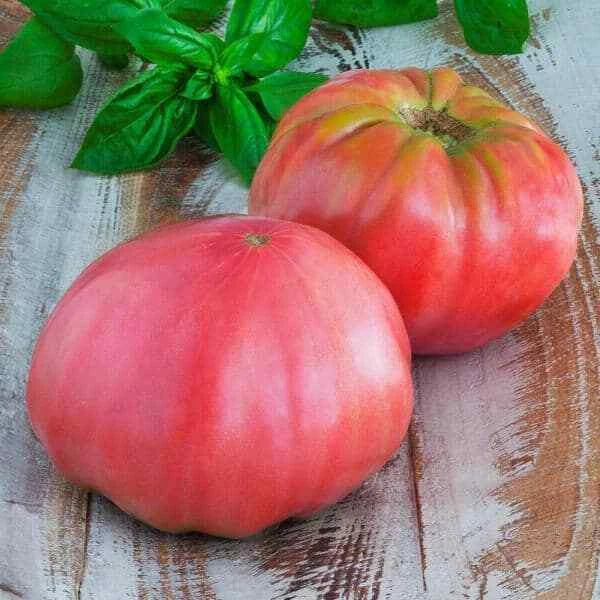 Pink Brandywine Tomato Seeds - Heirloom Non-GMO Organic Solanum lycopersicum, Large Juicy Pink Fruits, Indeterminate, Pack of 20