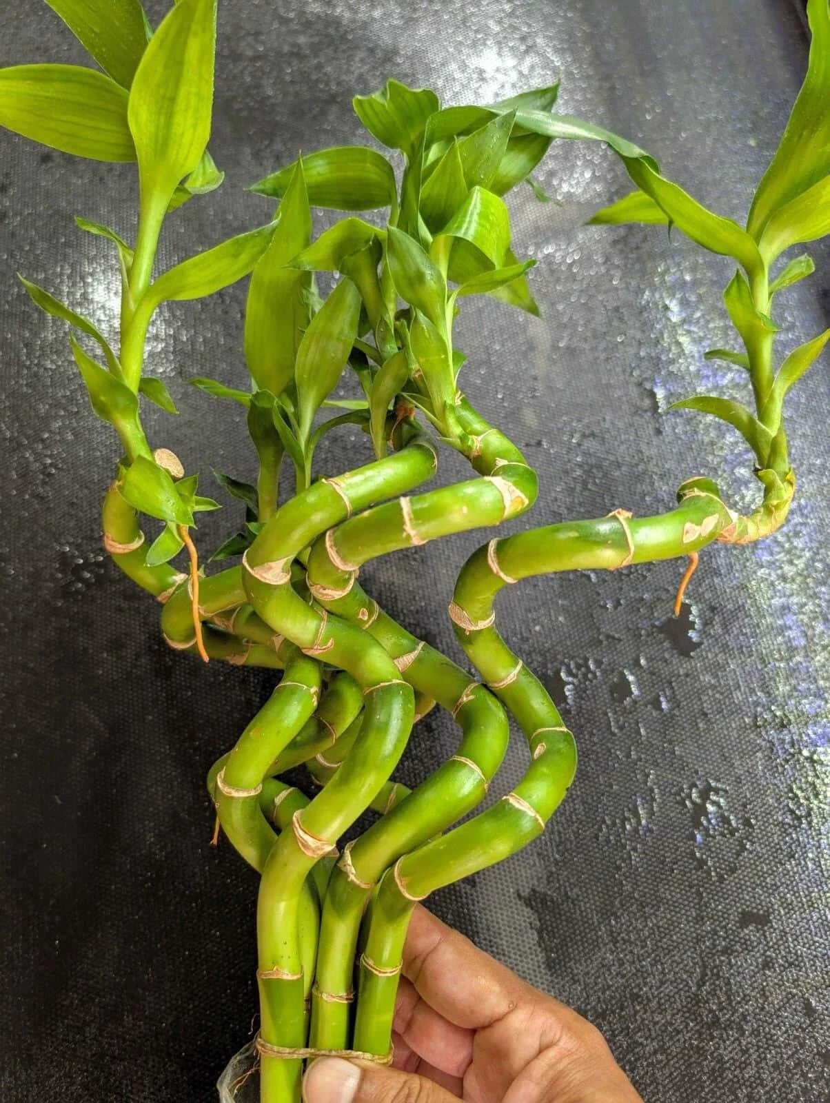 Curly Bamboo Live Plants 3 XL (12"-20") - Easy Aquatic Plant for Aquarium Pond