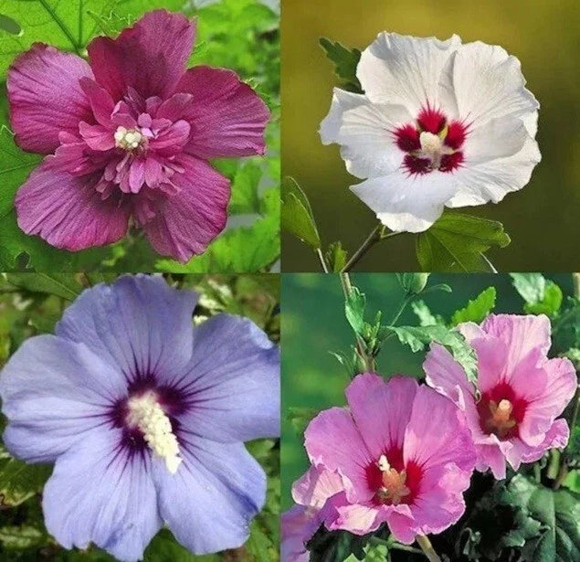 Mixed Colors Rose of Sharon Hibiscus Seeds - 50+ Variety Hibiscus syriacus Flower Seeds