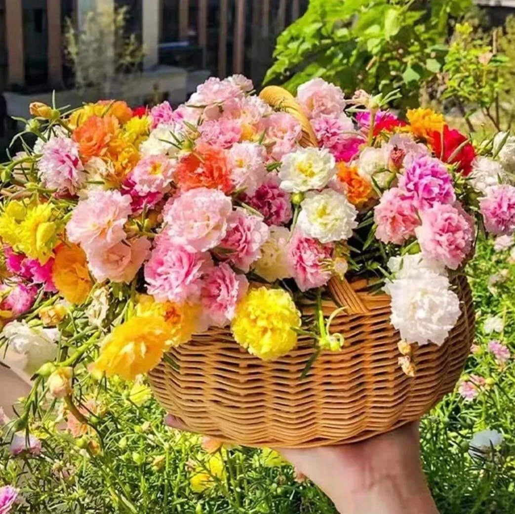 Mixed Moss Rose Seeds - Portulaca Grandiflora Ground Cover Flower Seeds - Colorful, Drought-Resistant Garden Seeds