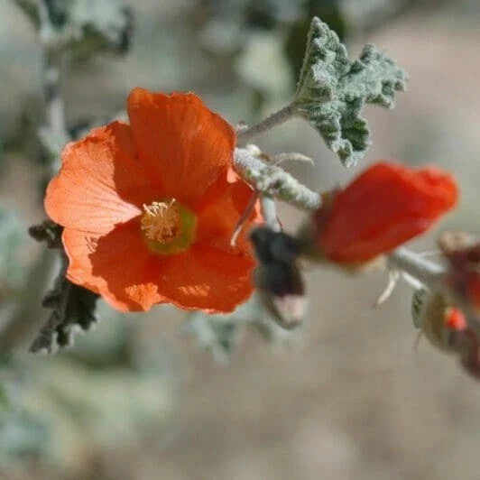 Sphaeralcea Ambigua Seeds - 25 Pack Apricot Desert Globemallow for Gardens, Landscaping & Drought Tolerance