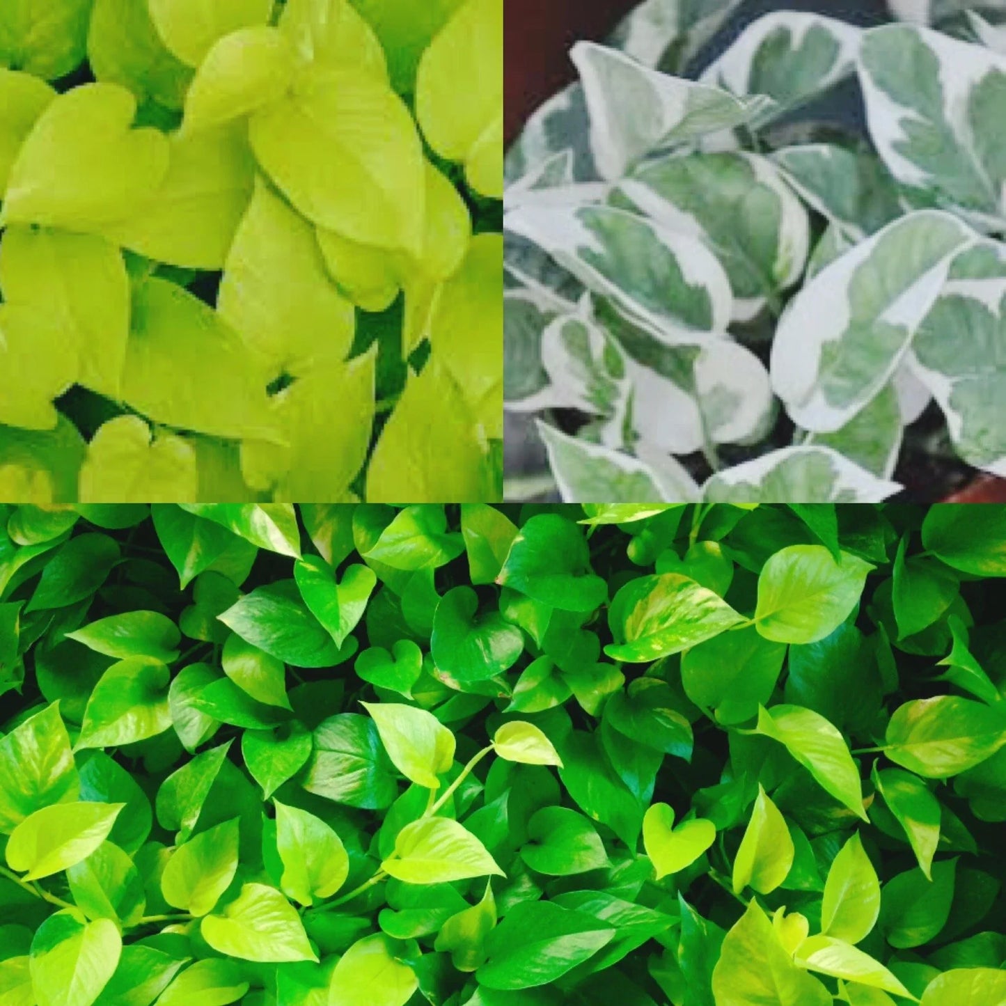Pothos Cuttings Combo – 9 Unrooted Epipremnum aureum Varieties (Golden, Neon, N’Joy) for Propagation and Indoor Gardening