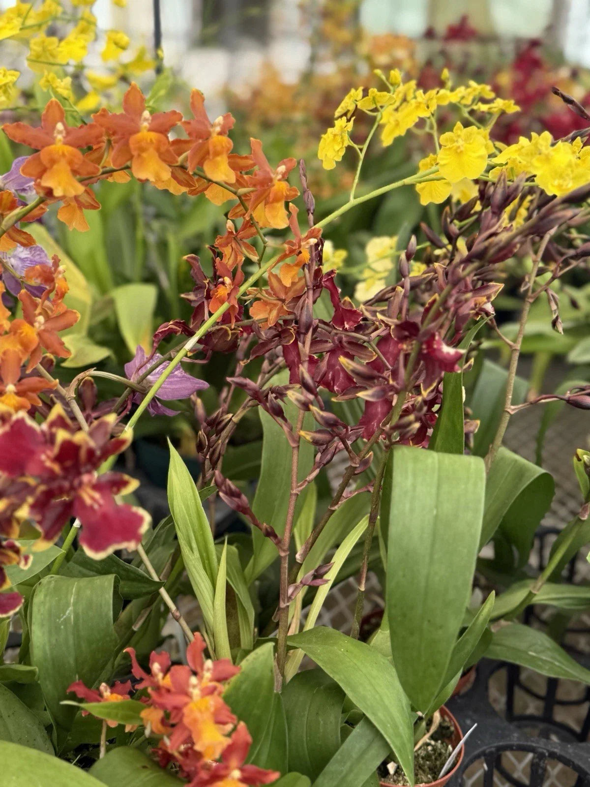 Orchid Plant in 2-3 Inch Pot - Blooming Variety for Indoor Decor and Gifting