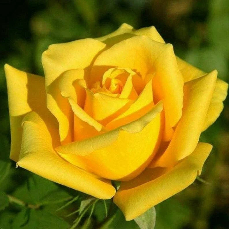 Bright Yellow Rose Seeds - Perennial Flower Seeds for Garden Borders & Landscaping - Rosa spp.
