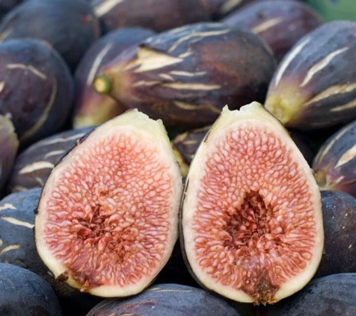 Fresh Cut Fig Plant Cuttings - LSU Purple - Ficus carica - 3 Healthy Live Cuttings