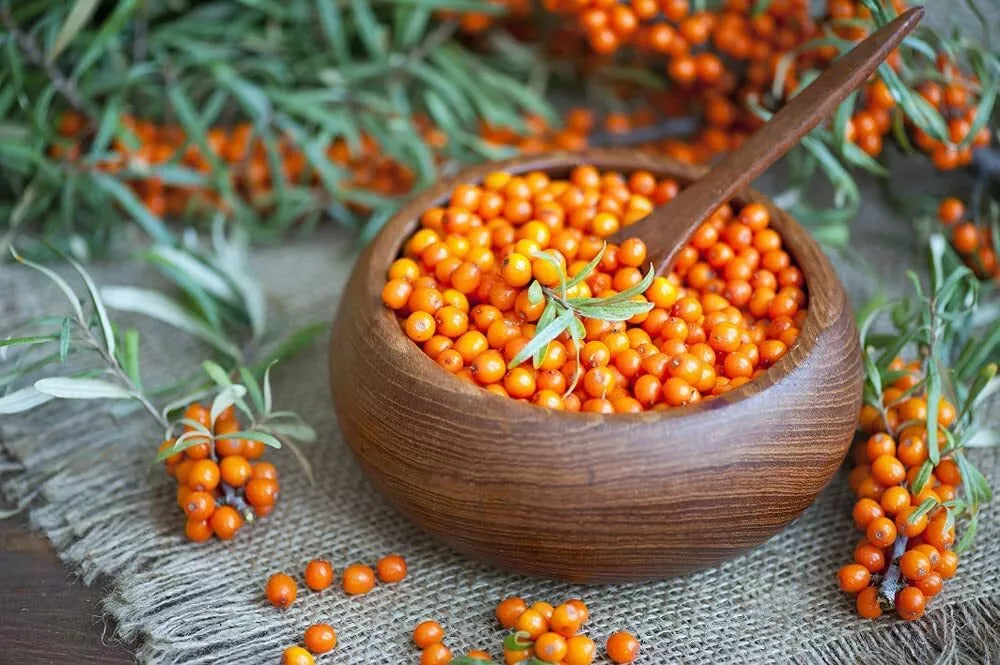 Seaberry Bush Seeds 100 Pack - Edible Hippophae rhamnoides for Nutritious Berries & Garden Growth