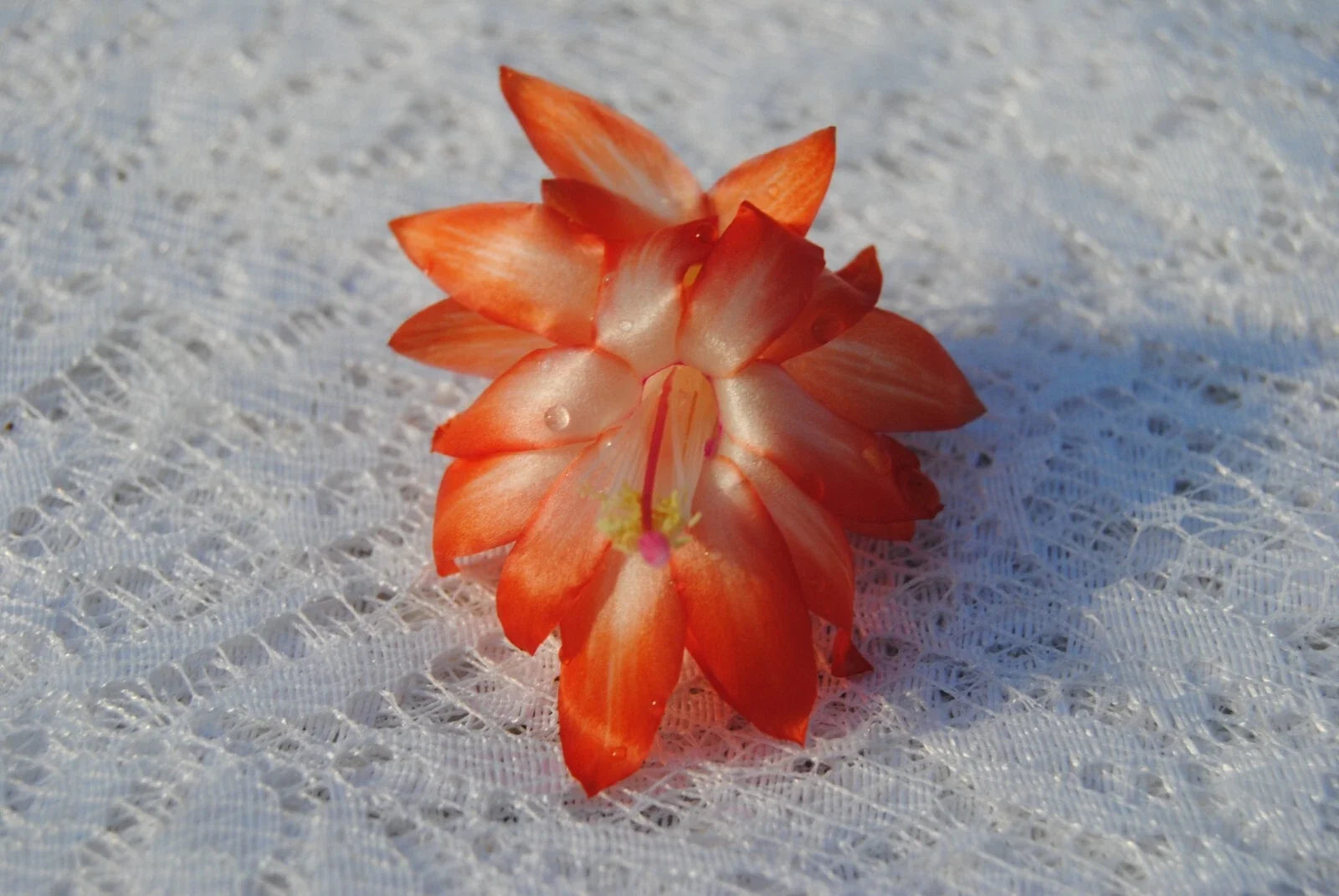 Christmas Cactus Starter Plant - Lucky Strike Schlumbergera Truncata Well-Rooted Indoor Decor
