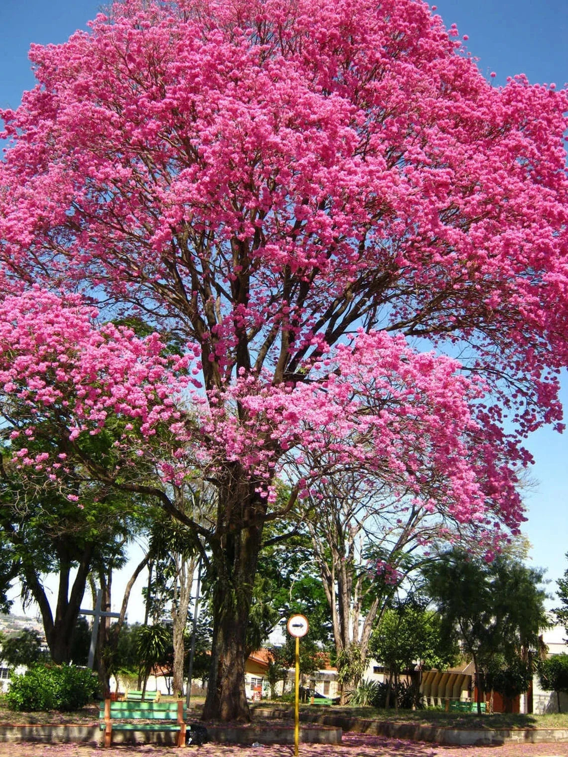 Pink Tabebuia Trumpet Tree Starter Plant – 12"-18" – Pink Flowers – Tabebuia heterophylla – Garden & Landscaping Plant