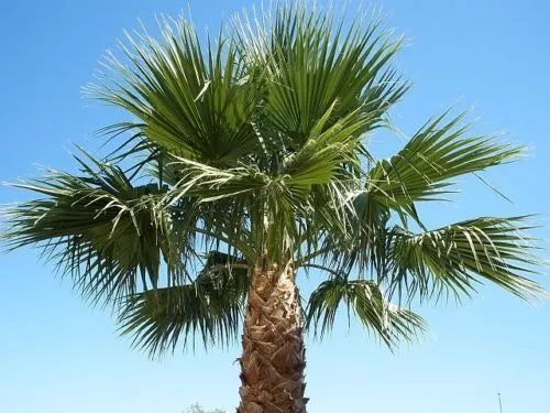 Washington Robusta Mexican Fan Palm Tree Seed Saplings - 3 Year Old Trachycarpus fortunei for Garden or Landscape