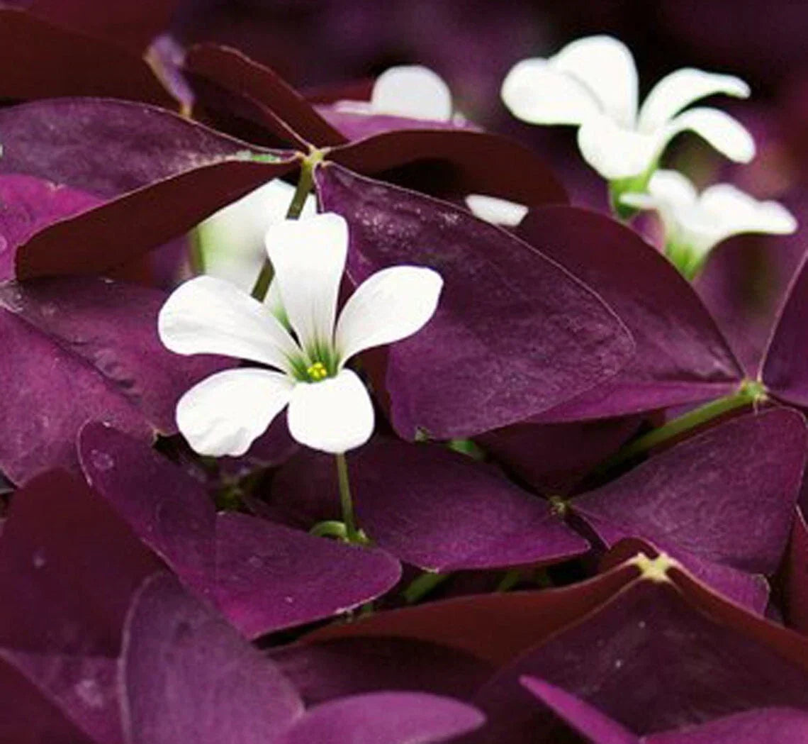 Purple Shamrock Plant 4" Pot - Easy Care Flowering Houseplant Oxalis