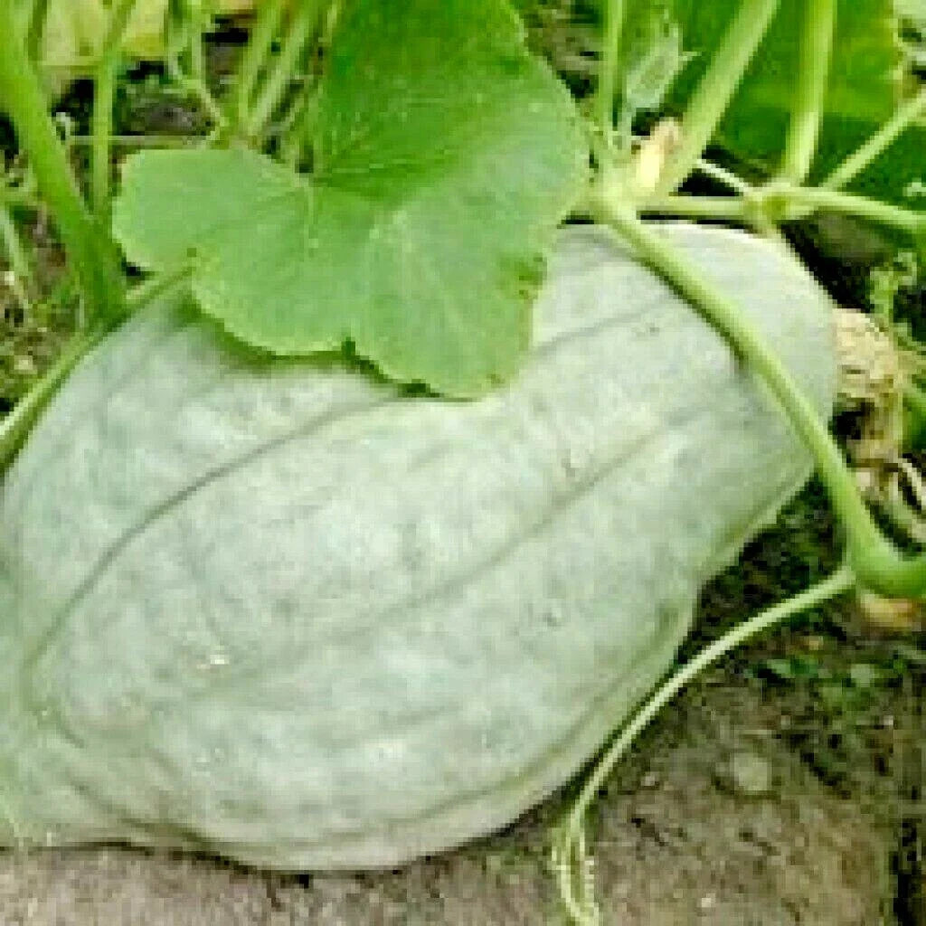 Blue Hubbard Winter Squash Seeds – Heirloom Cucurbita maxima, Sweet Potato Flavor, Vining, Pack of 30+ Seeds