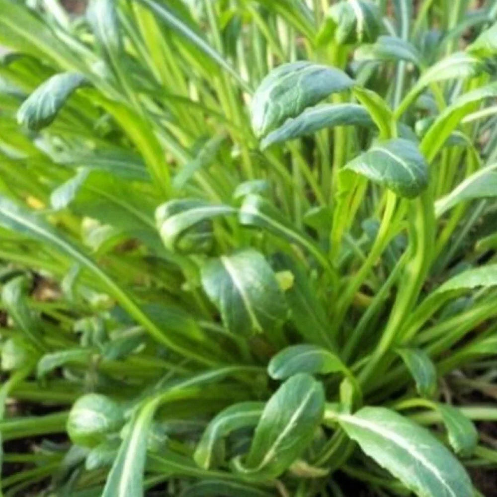 Mibuna Mustard Seeds | Heirloom NON-GMO Brassica rapa var. japonica Seeds
