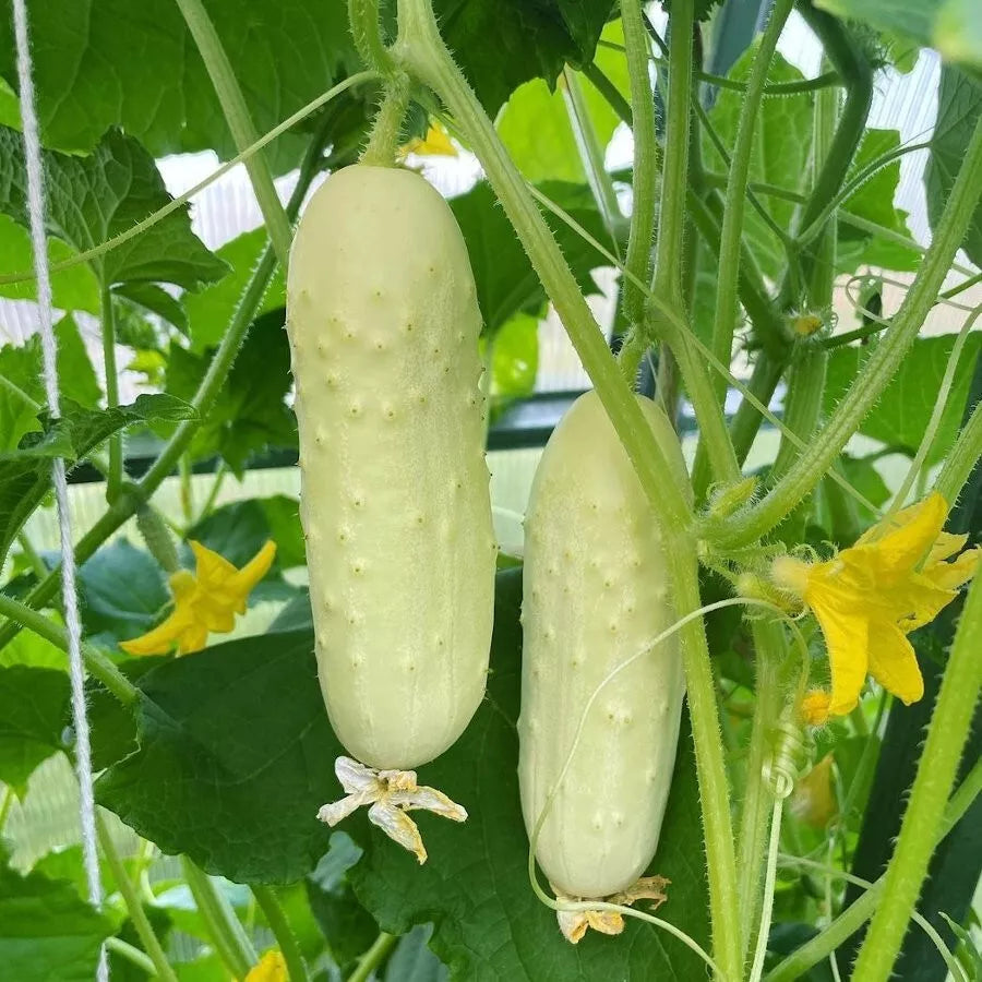 White Wonder Cucumber Seeds - 100+ Organic Heirloom Non-GMO Cucumis sativus