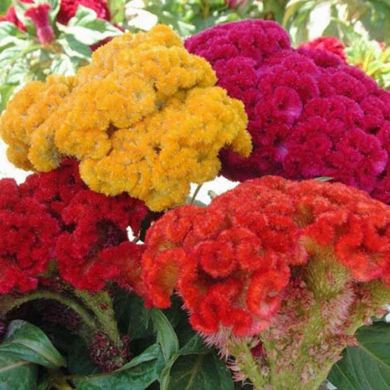 Celosia Seeds Mix Non-GMO Cristata Variety | Vibrant Garden Flowers
