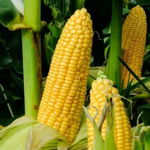 Honey Select Triple Sweet Corn Seeds - 1 lb Bulk Untreated Zea mays Yellow Non-GMO High Sugar Content