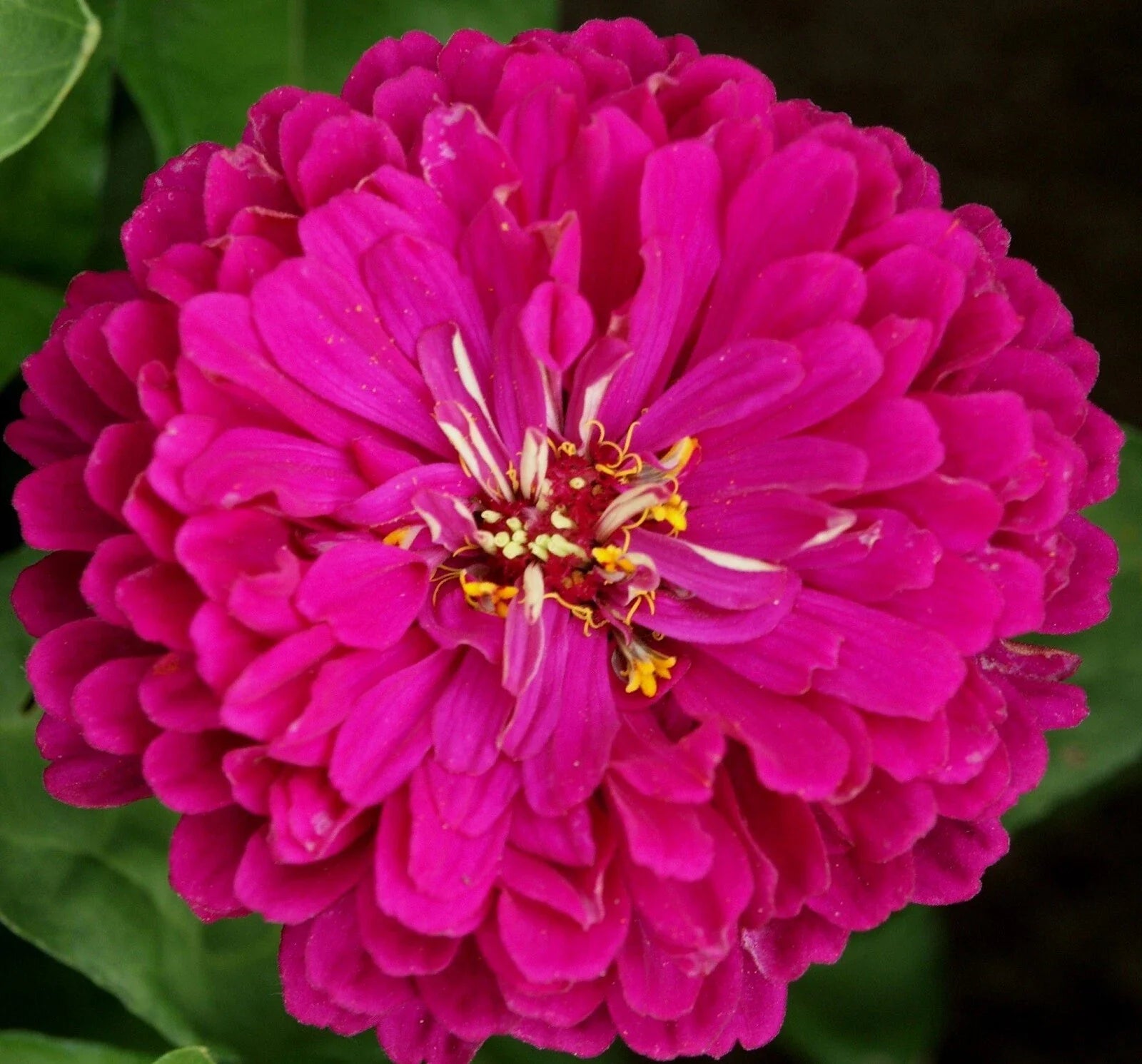 Purple Prince Zinnia Seeds - Pack of 100+ Non-GMO Zinnia elegans for Vibrant Garden Flowers