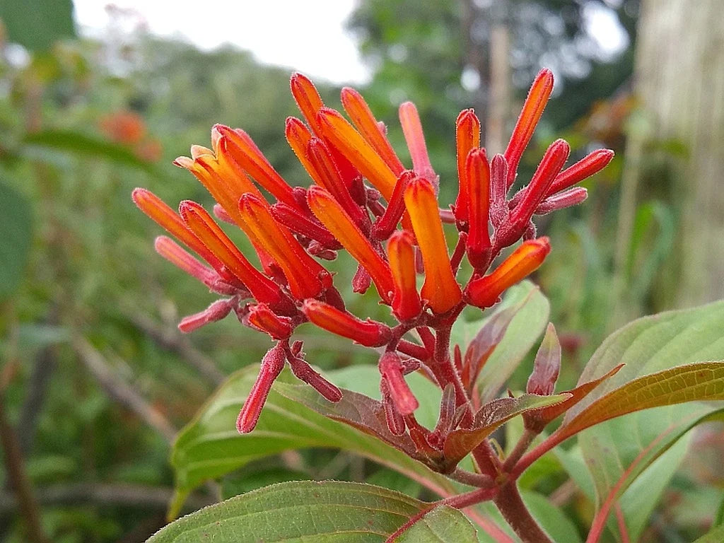 Scarlet Firebush Shrub - Florida Native Hamelia patens with Vibrant Orange-Red Flowers for Hummingbird Attraction