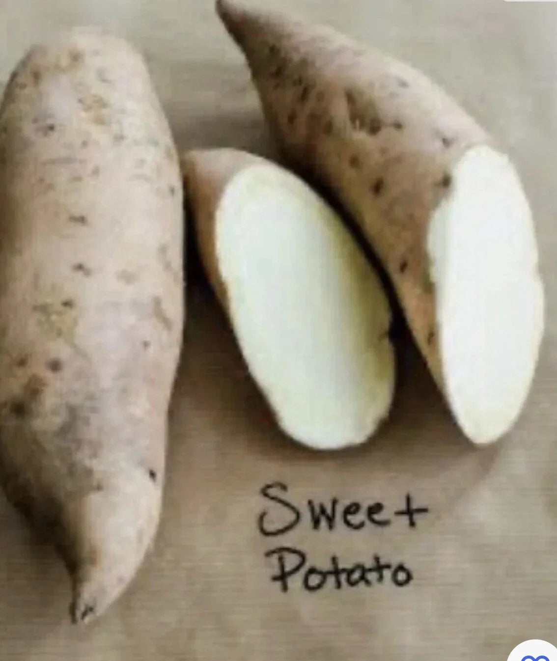 Sweet Potato Plants - 5 Rooted Cuttings in Pots - Ipomoea batatas Vining Slips for Garden or Container Growth