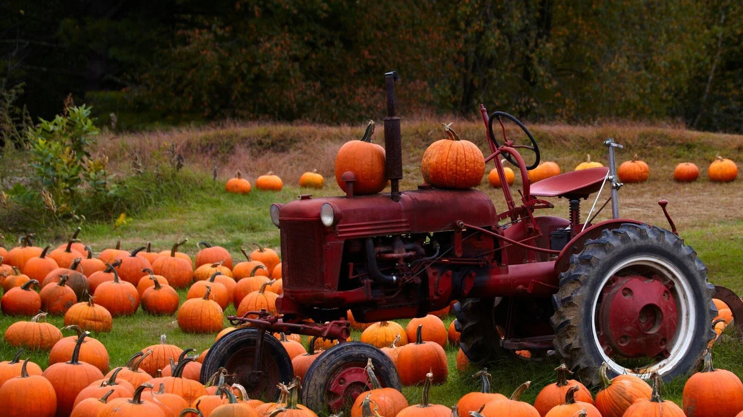 Connecticut Field Pumpkin Seeds - Traditional Cucurbita pepo for Halloween & Pie, Vining, Full Sun, Free Shipping