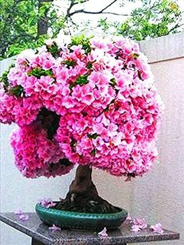 Bonsai Seeds - Judas Tree Cercis siliquastrum Flowering Tree for Bonsai Cultivation - 10 Pack