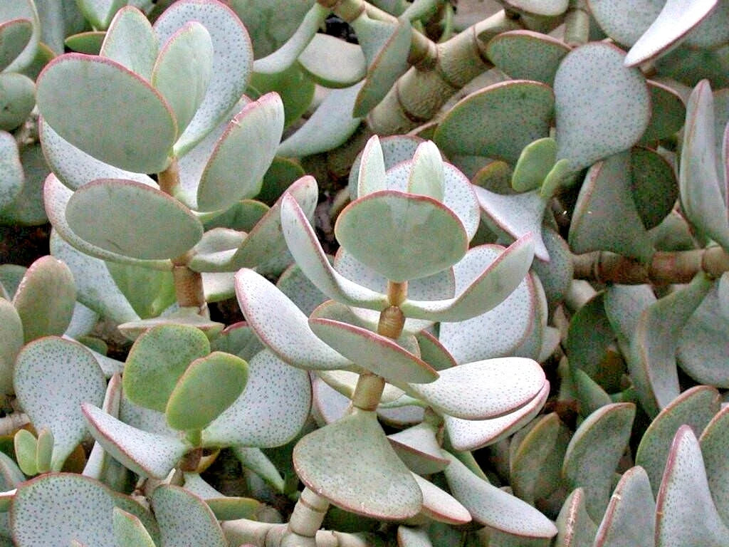 Succulent Cuttings 3-Pack, Silver Dollar Jade, Crassula arborescens, Blue-Grey Foliage, Red Edges, Unrooted Plant