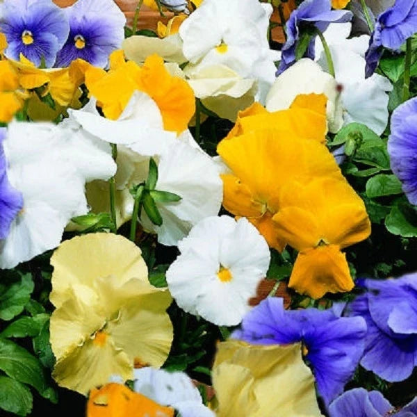 Pansy Seeds - 50 Count - Character Surf Mix - Viola tricolor - Garden Flower, Bright Colorful Blooms, Easy to Grow