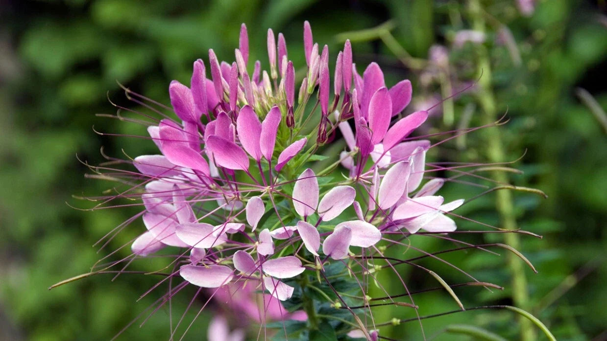 Spinosa Spider Seeds - 100 Pack Perennial Clome Spinosa Butterfly & Bee Attractant Pollinator Garden Seeds