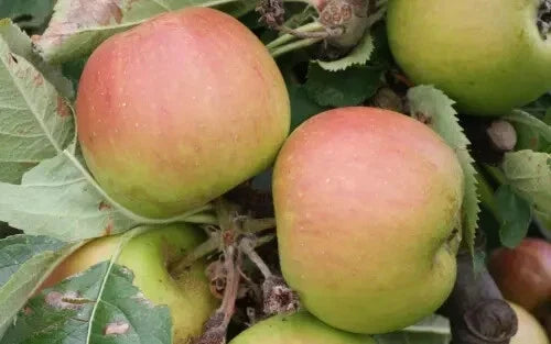Claygate Pearmain Apple Seeds - 25+ Pack for Gardening, Malus domestica, Organic, Non-GMO, Fruit Tree Seeds, USA