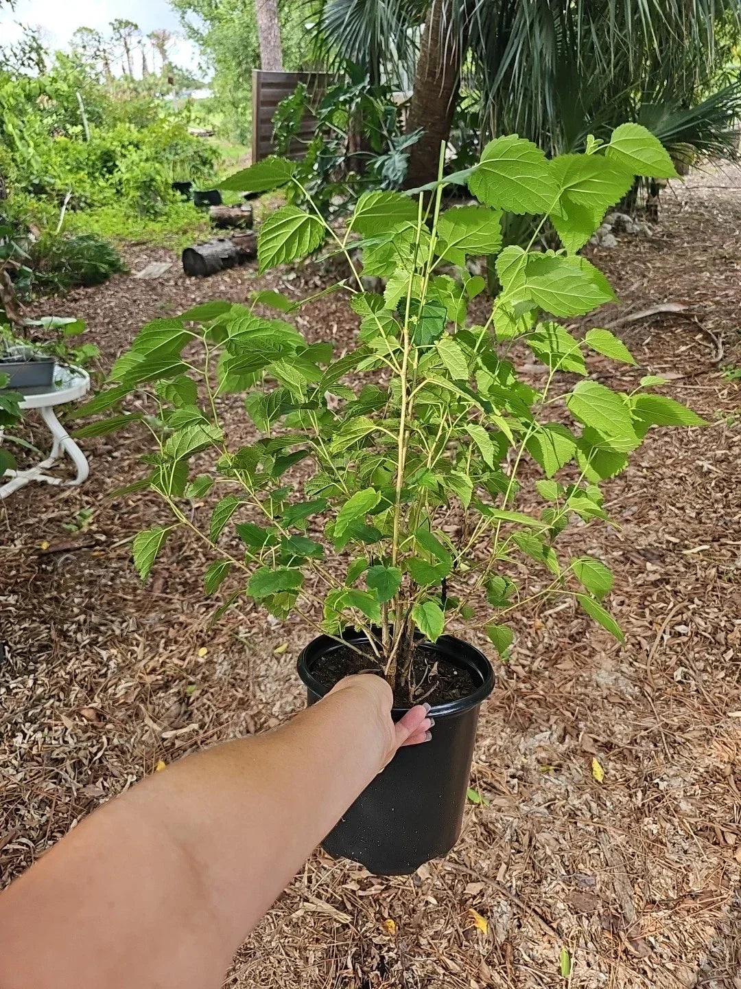 Dwarf Black Mulberry Live Plant 30" Everbearing Organic Morus Nigra