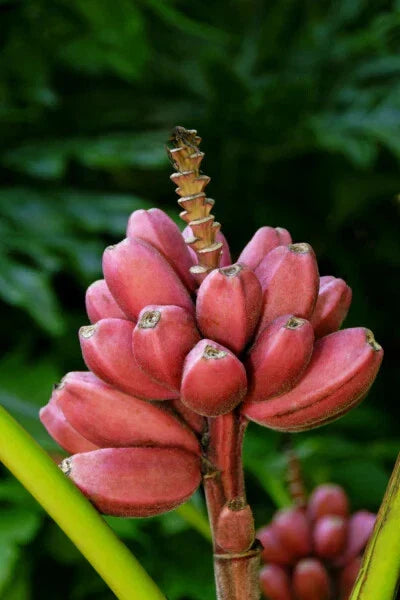 Musa Banana Tree Small Rooted Starter Plant - Bordelon Variety, Tropical Indoor Outdoor Plant