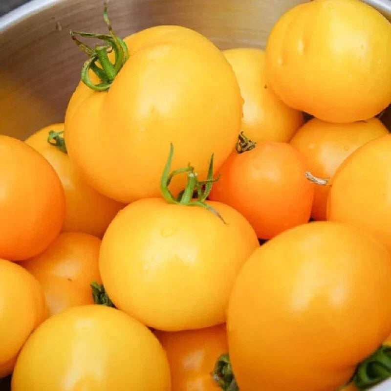 Tomato Seeds Set of 50+ | Jubilee Heirloom Non-GMO Solanum lycopersicum for Container & Garden Gardening