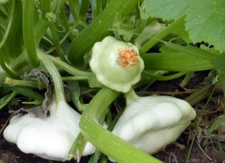 Early Scallop White Bush Patty Pan Summer Squash Seeds - Heirloom Cucurbita pepo, 20 Seeds, Compact Growth, Full Sun, Free Shipping
