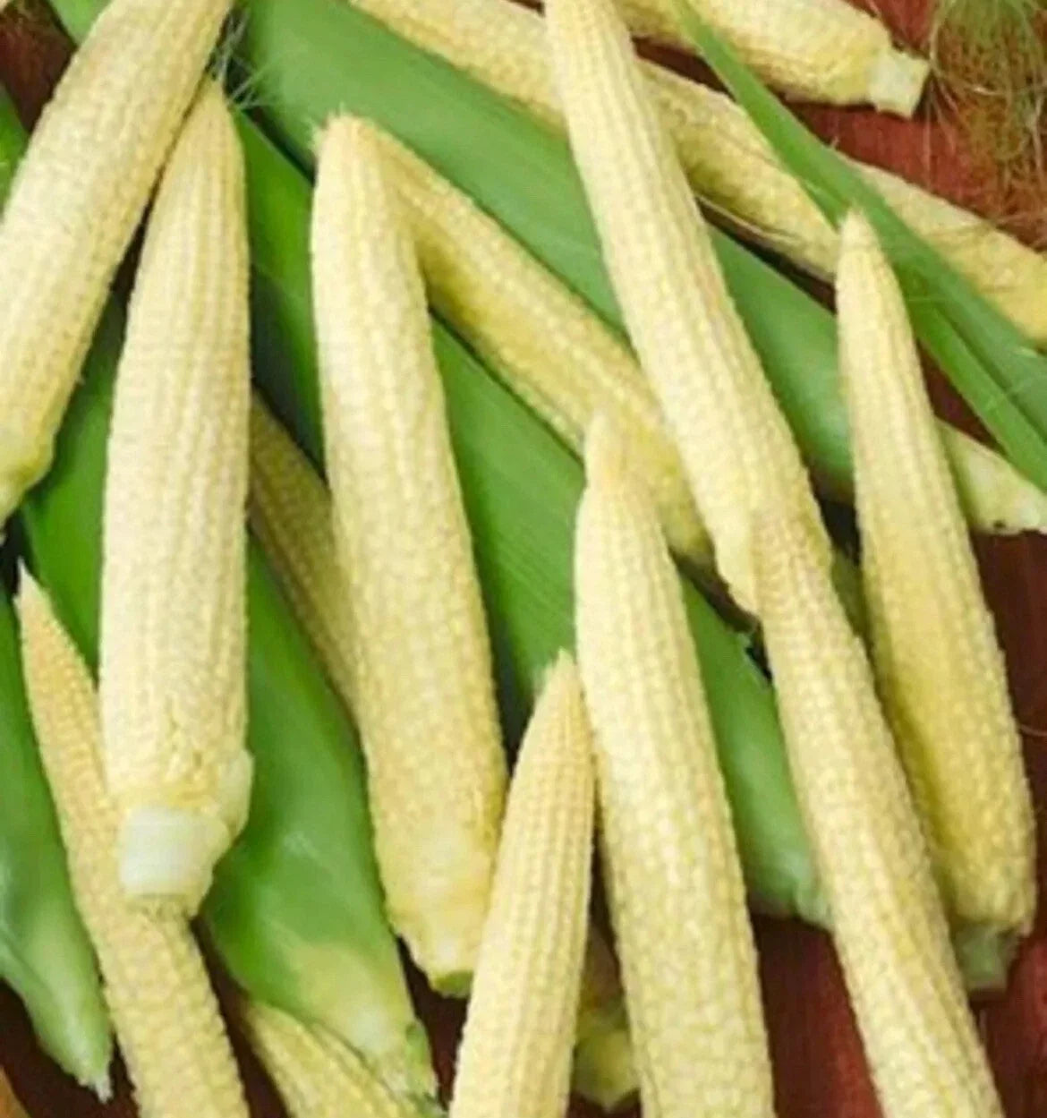 Japanese Hulless White Popcorn Seeds - Non-GMO Zea mays for Home Gardening, Hulless Popcorn Kernels, Organic, Easy to Grow