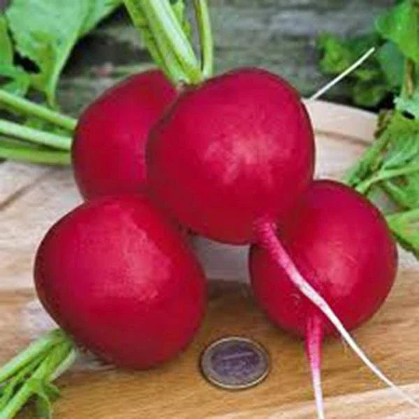 Radish Seeds 1000+ Heirloom Non-GMO Champion Variety Raphanus sativus for Gardens and Cooking