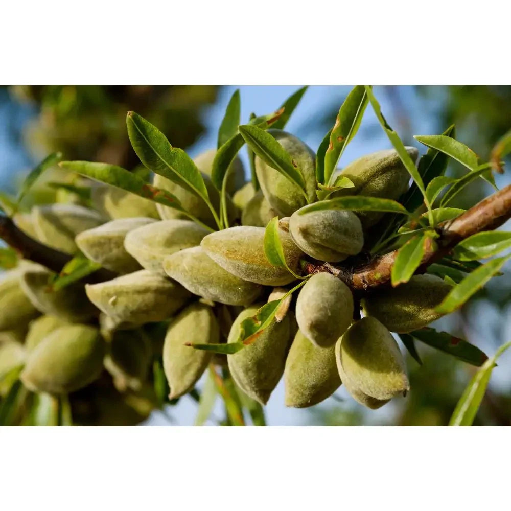 All-In-One Almond Tree Bare Root 3 Ft. Self-Pollinating Heavy Yield Prunus dulcis