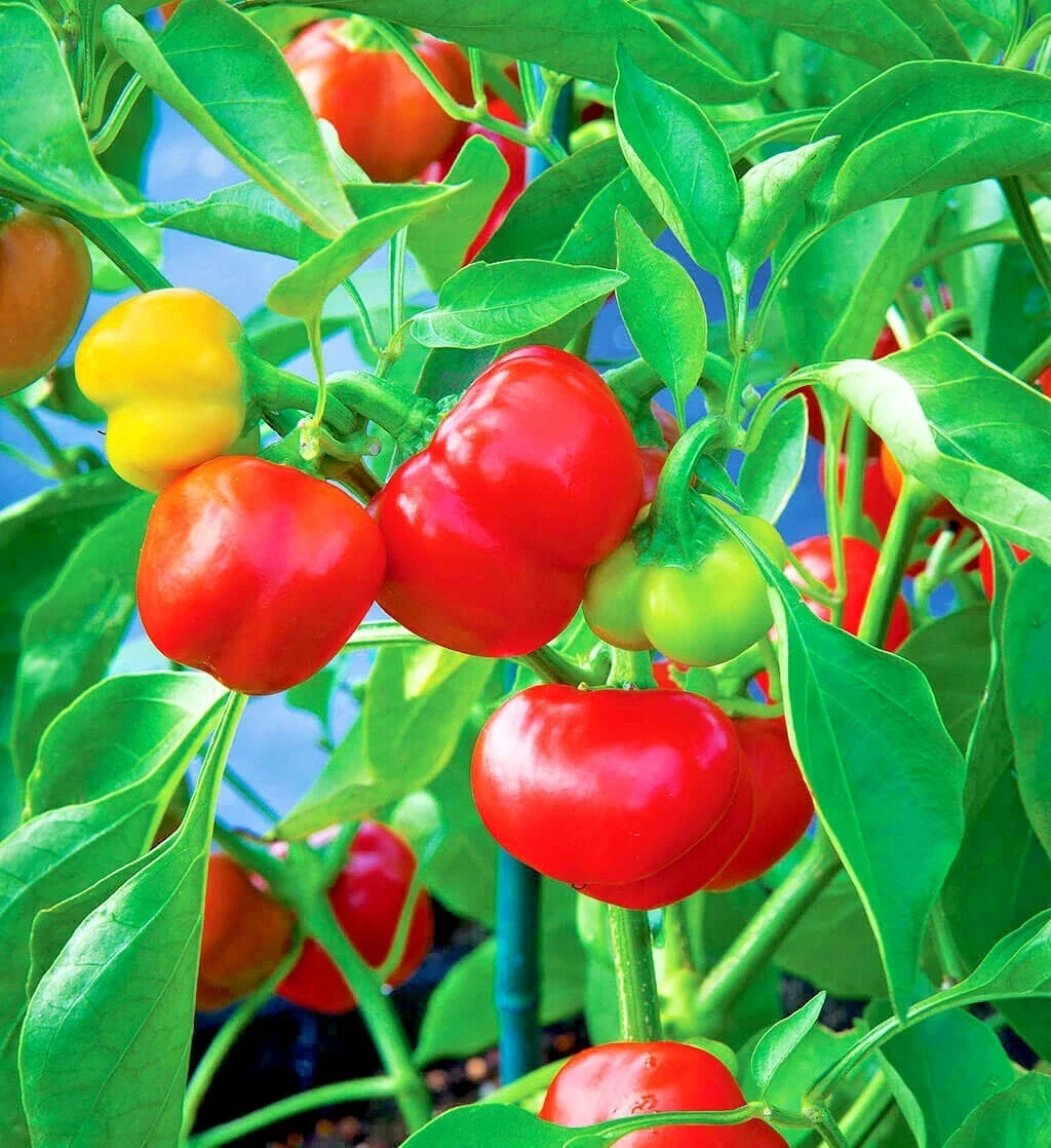 Organic Pimento Sweet Pepper Seeds – 51+ Count, Easy to Grow, Container Gardening, Capsicum annuum, Summer Vegetable Seeds