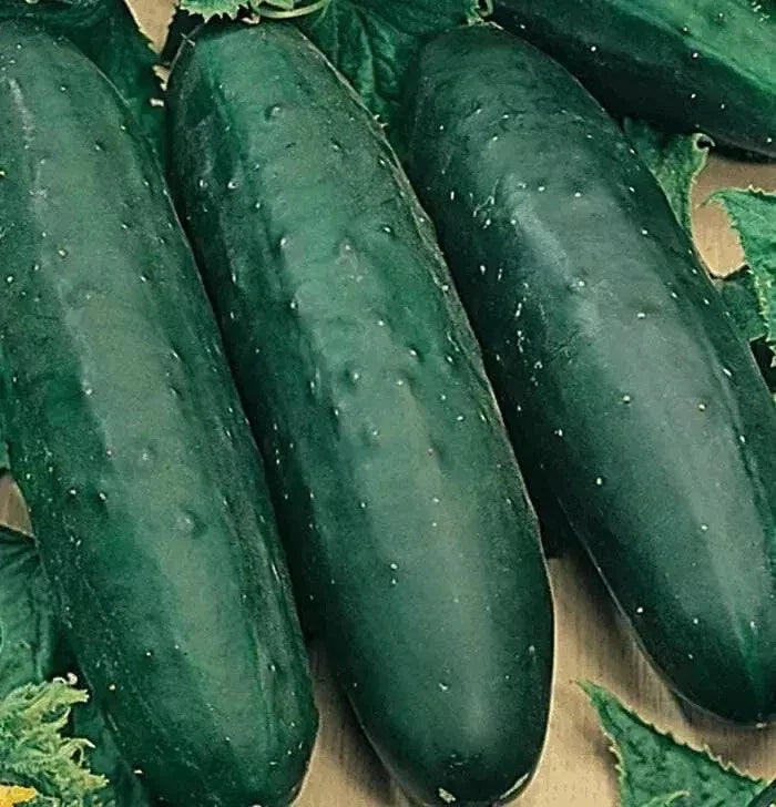 Marketmore 76 Organic Cucumber Seeds - Heirloom, Non-GMO, Cucumis sativus, Vining Vegetable for Home Garden