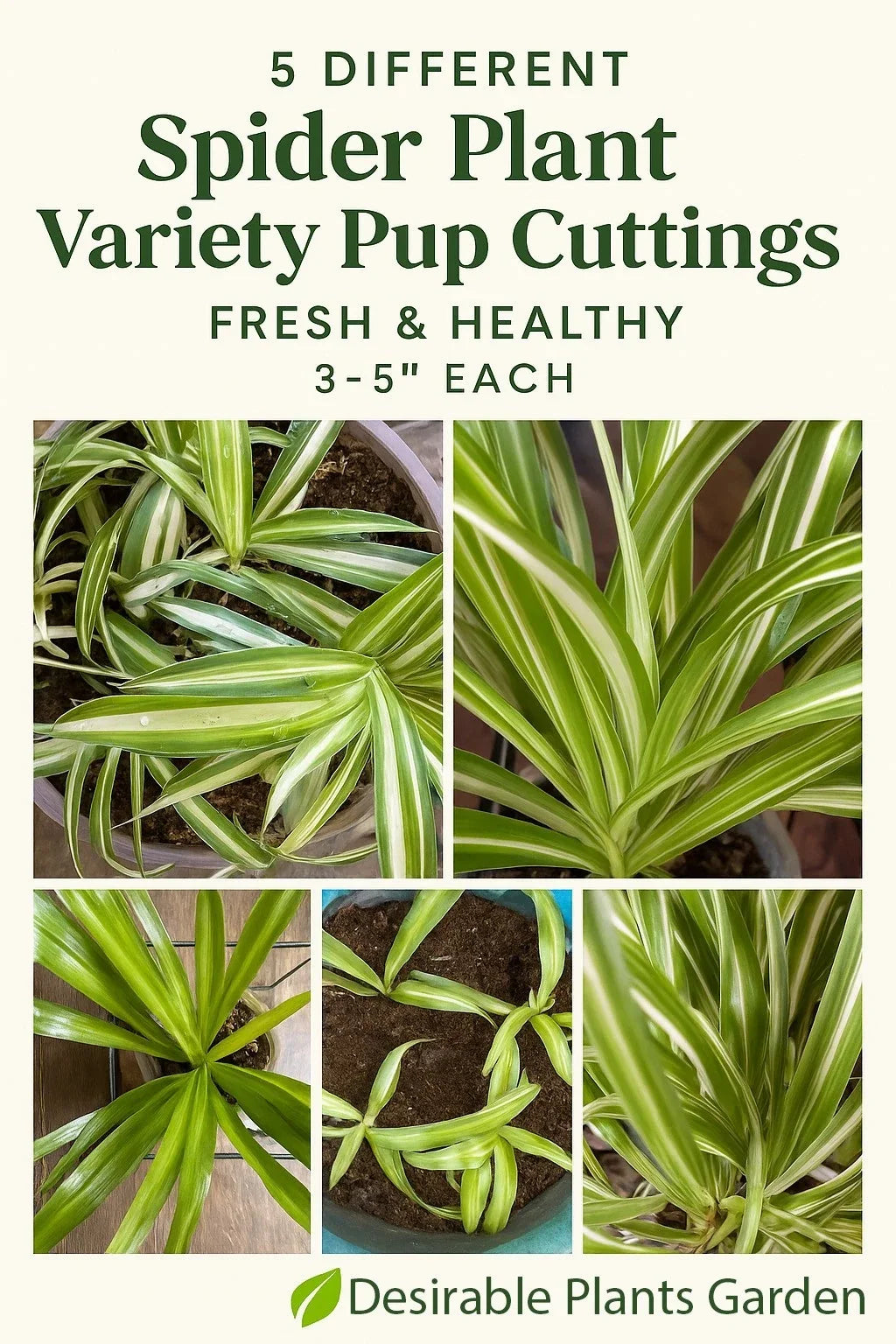 Spider Plant Cuttings - 5 Varieties, Fresh & Healthy, Chlorophytum comosum, 3–5 Inches, Indoor & Outdoor Propagation
