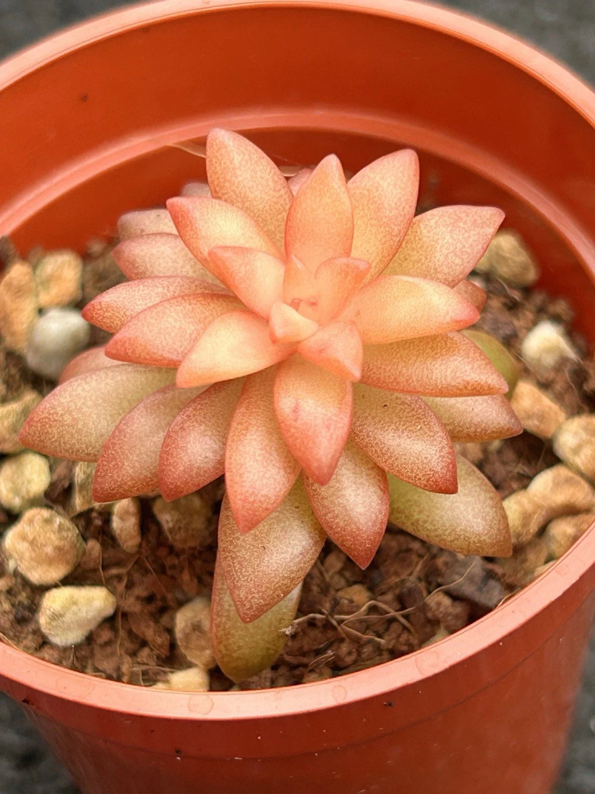 Live Succulent Plant in 4-Inch Pot | Sedum adolphii ‘Shooting Stars’ | Easy Care Indoor & Outdoor Succulent