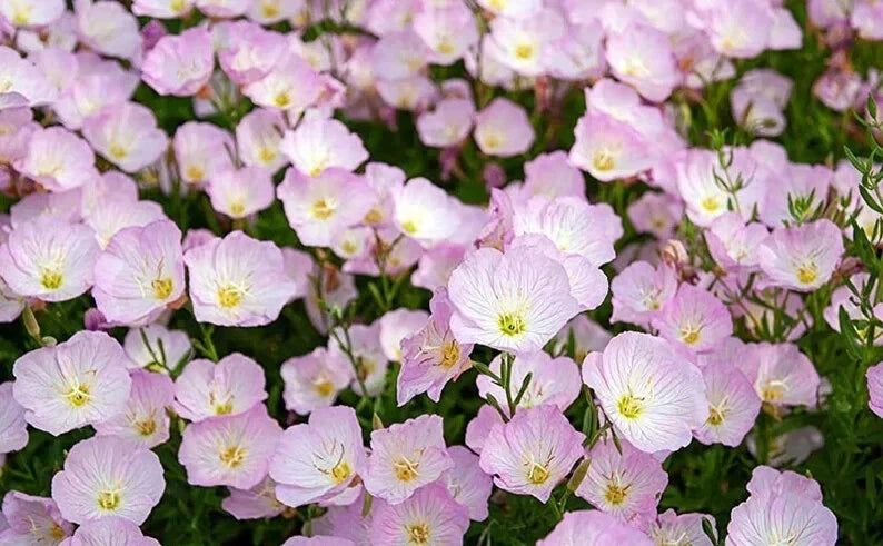 Showy Evening Primrose Seeds - 500 Organic Oenothera Speciosa Perennial Flowers USA Grown