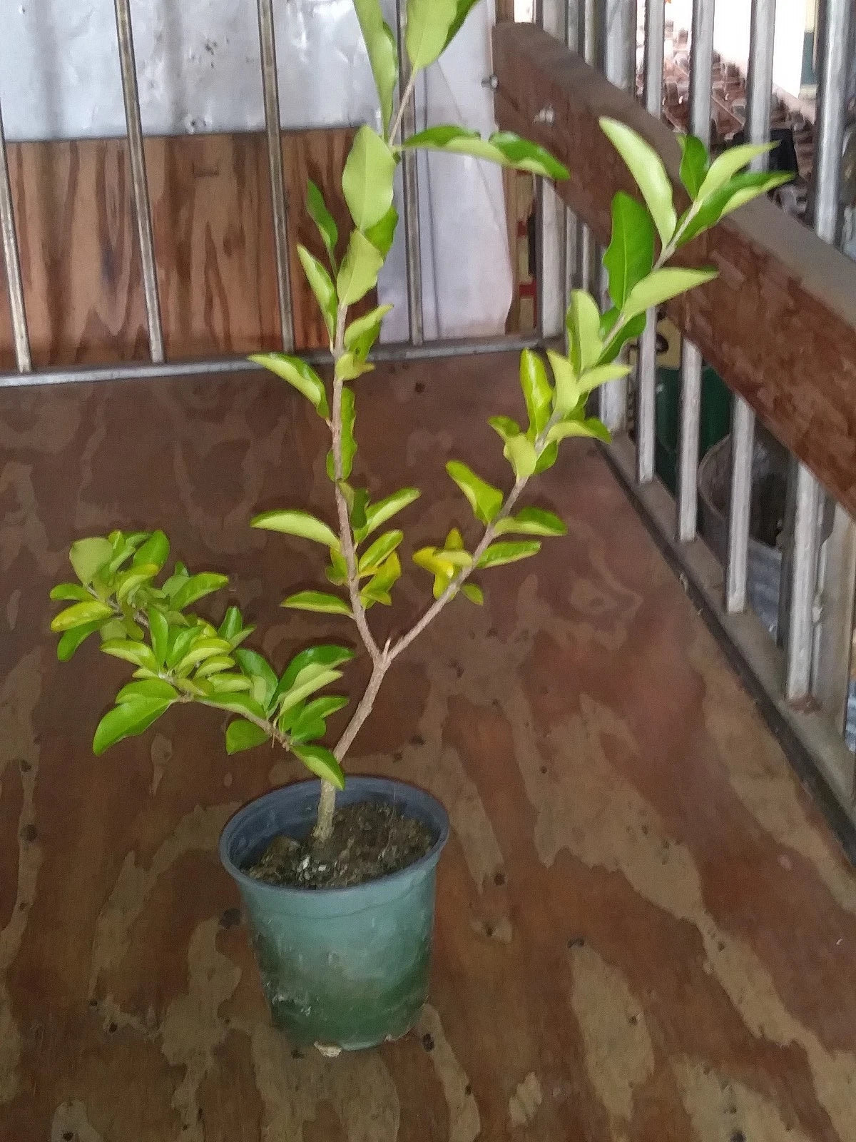 Barbados Cherry Tree Plant – 12-Inch Live Acerola Cherry, Malpighia emarginata, Edible Fruit, Pesticide-Free, Non-GMO