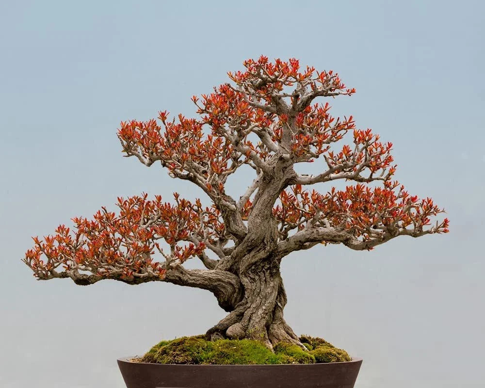 Twisted Pomegranate Bonsai Seeds - Edible Fruit, Punica granatum, Unique Twisted Growth, Home Gardening, 20 Seeds